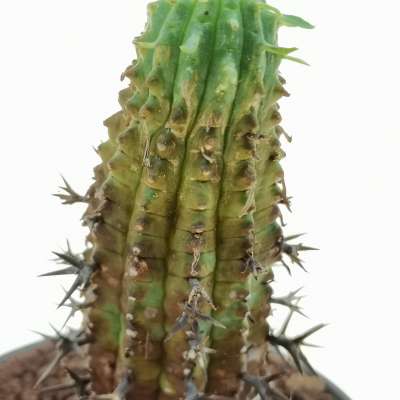 Euphorbia stellispina - Giromagi