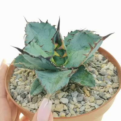 Agave titanota cv. Black and blue 14 cm. | Agavaceae - Giromagi