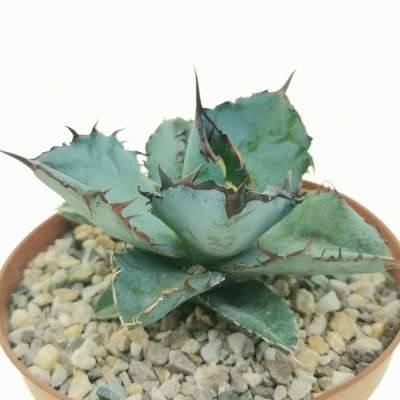 Agave titanota cv. Black and blue 14 cm. | Agavaceae - Giromagi