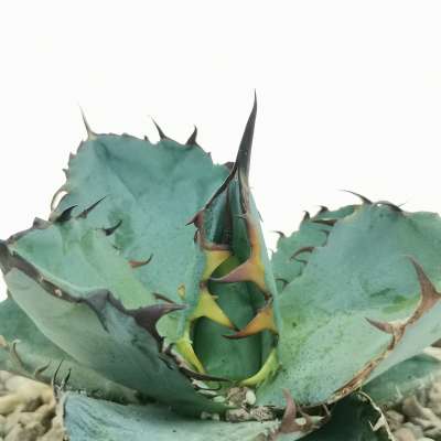 Agave titanota cv. Black and blue 14 cm. | Agavaceae - Giromagi