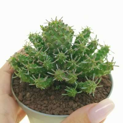 Euphorbia ramiglians