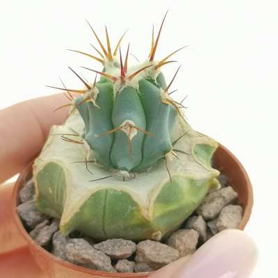 Echinocactus x diabolicus