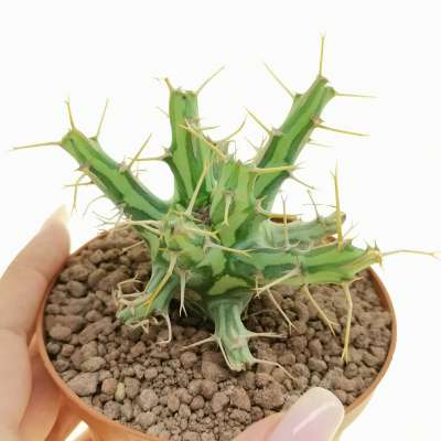 Euphorbia schizacantha RM 695 (Own Roots)