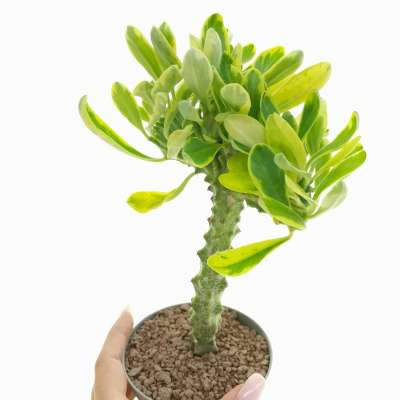 Euphorbia neriifolia f. crestata variegata