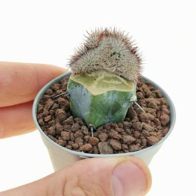 Mammillaria perezdelarosae f. crestata