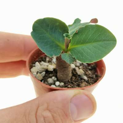 Monadenium orobanchoides (Red leaves) ES 16466 - Giromagi