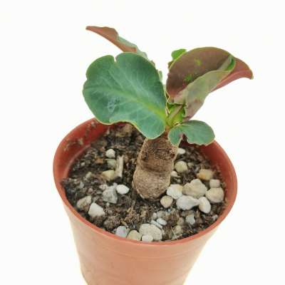 Monadenium orobanchoides (Red leaves) ES 16466 - Giromagi