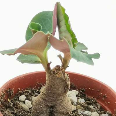 Monadenium orobanchoides (Red leaves) ES 16466 - Giromagi