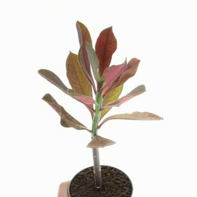 Euphorbia umbellata cv. rubra