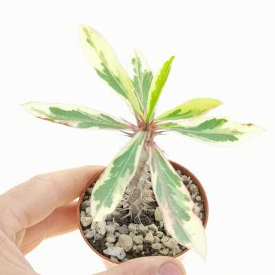 Euphorbia milii f. variegata