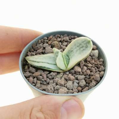 Gasteria cv. Fuji Yuki