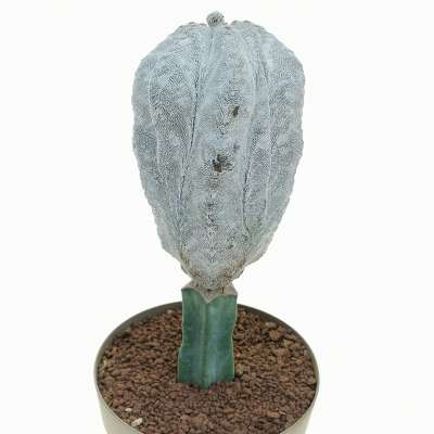 Astrophytum myriostigma cv. Onzuka V-type hakuun - Giromagi