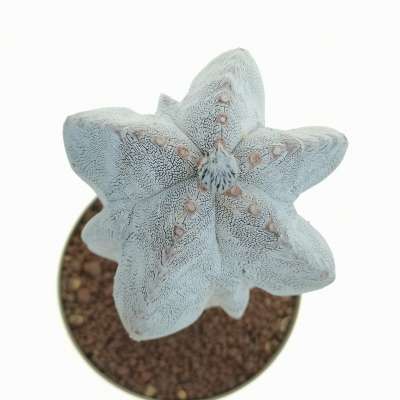 Astrophytum myriostigma cv. Onzuka V-type hakuun - Giromagi