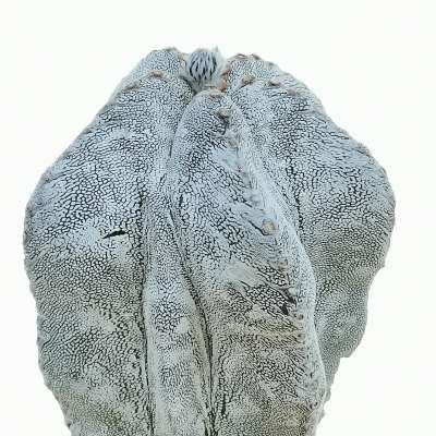 Astrophytum myriostigma cv. Onzuka V-type hakuun - Giromagi