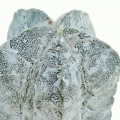 Astrophytum myriostigma cv. Onzuka V-type Fukuryu (Type B) Hakuun f. columnare - Giromagi