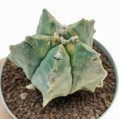Astrophytum myriostigma cv. Kikko Koh-yo nudum