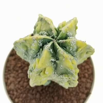 Astrophytum myriostigma cv. fukuryu (Type B) Hakuun nudum f. variegata - Giromagi