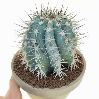 Melocactus azureus