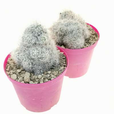 Escobaria emskoeteriana - Giromagi