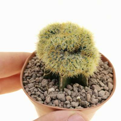 Mammillaria prolifera f. crestata
