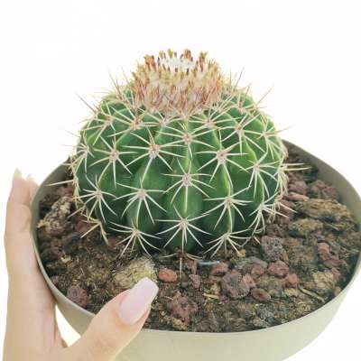 Melocactus curvispinus subs. loboguerreroi