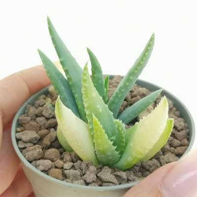 Aloe humilis f. variegata