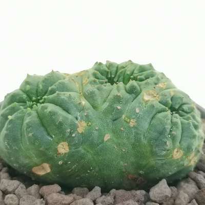 Euphorbia obesa f. crestata politomica (Rare form) - Giromagi