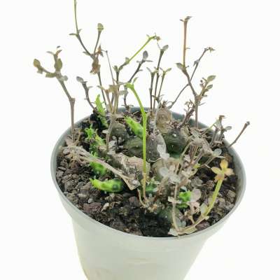 Euphorbia globosa - Giromagi