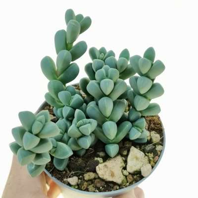 Delosperma lehmannii