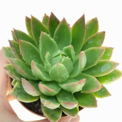 Echeveria 'Bronze Beauty' f. mostruosa