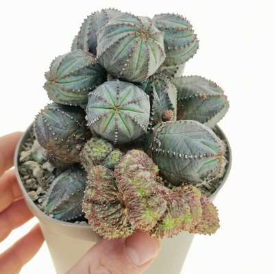 Euphorbia pseudoglobosa f. mostruosa crestata