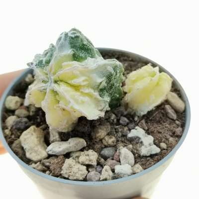 Astrophytum myriostigma cv. Fukuryu (type B) f. variegata dicotomica