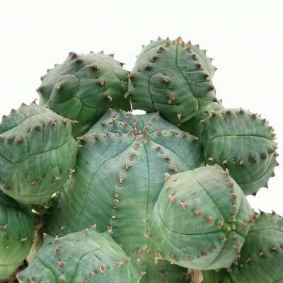 Euphorbia pseudoglobosa - Giromagi
