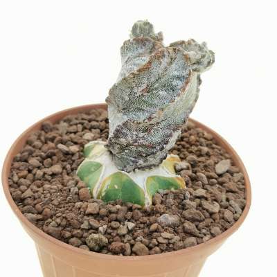 Astrophytum myriostigma cv. Hakuun 'Spiral Shape' - Giromagi