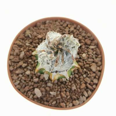 Astrophytum myriostigma cv. Hakuun 'Spiral Shape' - Giromagi