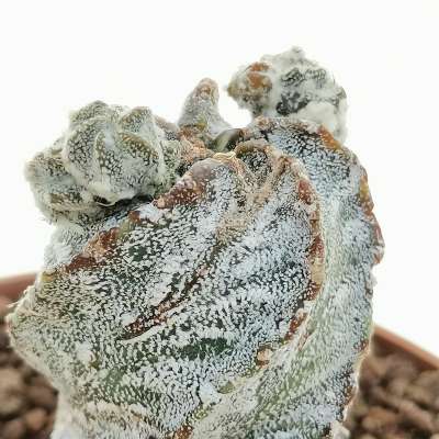 Astrophytum myriostigma cv. Hakuun 'Spiral Shape' - Giromagi