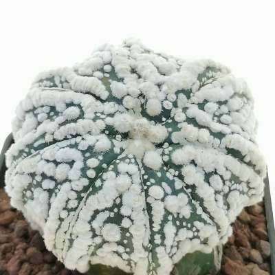 Astrophytum asterias hybrid (cv. Hanazono Star shape) (CITES) - Giromagi