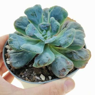 Echeveria 'Heart's delight'