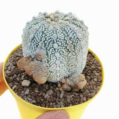 Astrophytum asterias hybrid f. mostruosa (CITES)