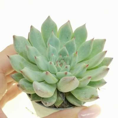 Echeveria pelusida