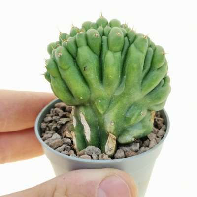 Trichocereus pachanoi f. crestata
