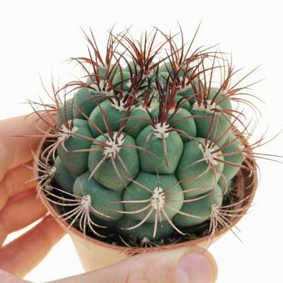 Gymnocalycium marquezii