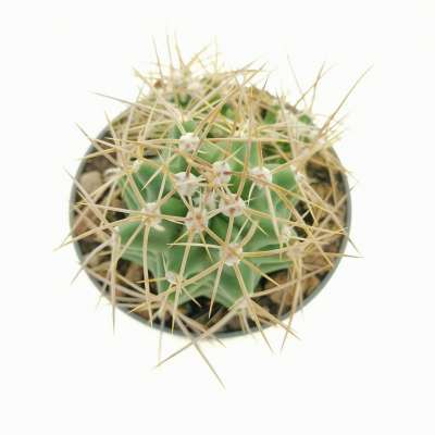Echinocereus triglochidiatus var. mojavensis - Giromagi