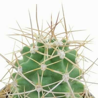 Echinocereus triglochidiatus var. mojavensis - Giromagi