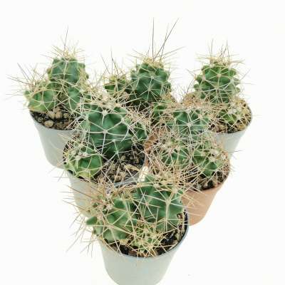 Echinocereus triglochidiatus var. mojavensis - Giromagi