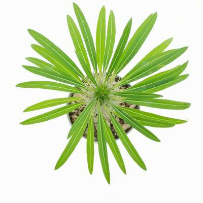 Pachypodium lamerei 6,5 cm. | Apocynaceae - Giromagi vendita 