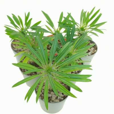 Pachypodium lamerei 6,5 cm. | Apocynaceae - Giromagi vendita 