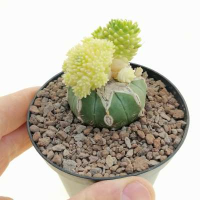 Mammillaria cv. Caterpincy f. variegata