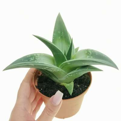 Aloe variegata 'Splash'