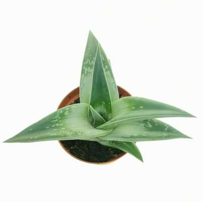 Aloe variegata 'Splash' - Giromagi